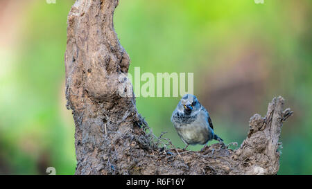 House Sparrow, Passer domesticus, perched on old tree stump. Stock Photo