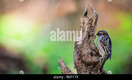 House Sparrow, Passer domesticus, perched on old tree stump. Stock Photo