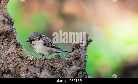House Sparrow, Passer domesticus, perched on old tree stump. Stock Photo