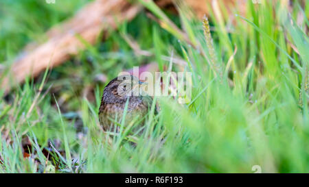 Hedge sparrow looking for food in grass. Stock Photo