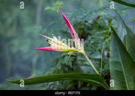 Yellow pink flowers of ornamental plant Heliconia hawaii in the green house of the botanical garden in Belgrade, Serbia Stock Photo