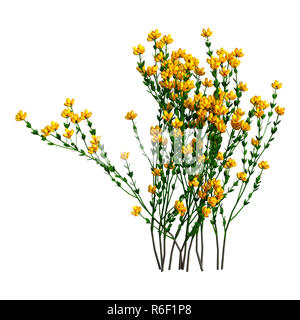 3D Rendering Genista Hispanica Flowers on White Stock Photo