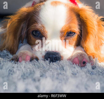 A nice shot of a blenheim Cavalier puppy taking a rest on a shaggy grey rug Stock Photo