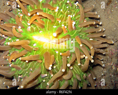 anemone mushroom coral,heliofungia actiniformis,synonym fungia actiniformis Stock Photo