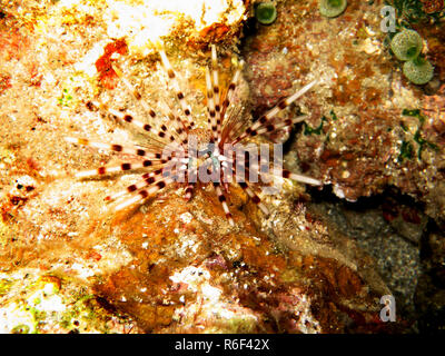 pencil tiara sea urchin echinothrix calamaris Stock Photo