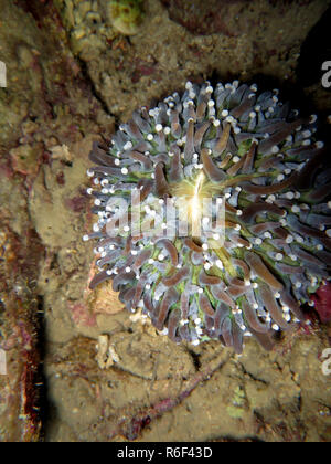 anemone mushroom coral (heliofungia actiniformis) Stock Photo
