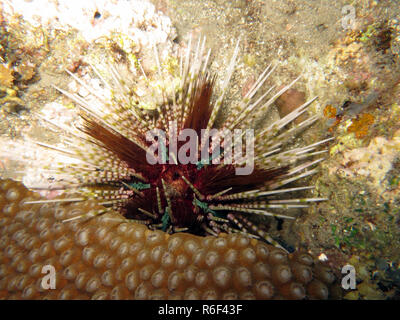 pencil tiara sea urchin echinothrix calamaris Stock Photo