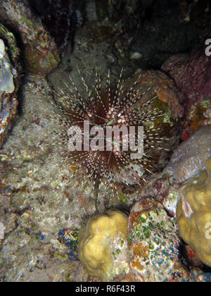 pencil tiara sea urchin echinothrix calamaris Stock Photo