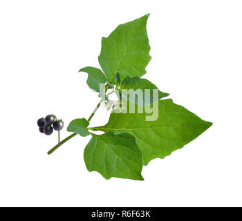 Solanum nigrum. European black nightshade or locally just black nightshade, duscle, garden nightshade, garden huckleberry, hound's berry, petty morel, Stock Photo