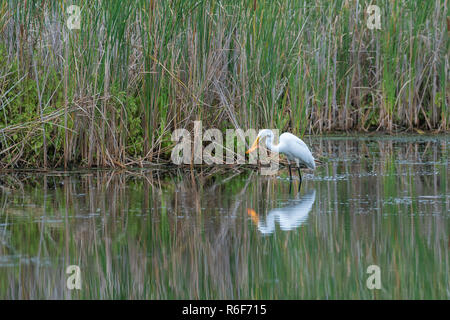 Great egret (Casmerodius albus) catching a goldfish illegally released in wetland. MN, USA, by Dominique Braud/Dembinsky Photo Assoc Stock Photo