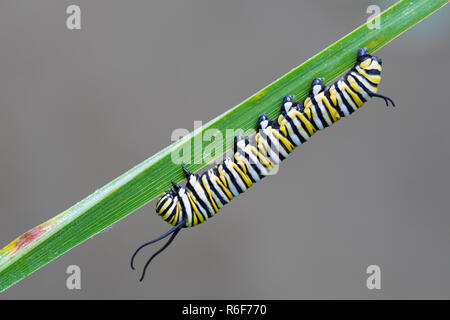 Monarch butterfly caterpillar (Danaus plexippus), early August, MN, USA, by Dominique Braud/Dembinsky Photo Assoc Stock Photo