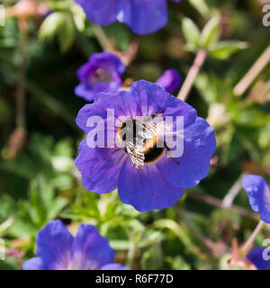 Square close up of a fluffy bumblebee collecting nectar on a purple flower. Stock Photo