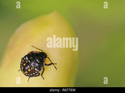 green rice bug nezara viridula in the third nymph stage Stock Photo