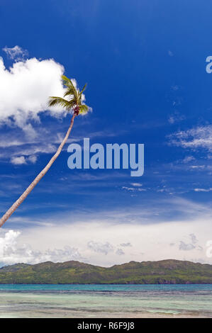 lonely palm tree on tropical caribbean beach Stock Photo
