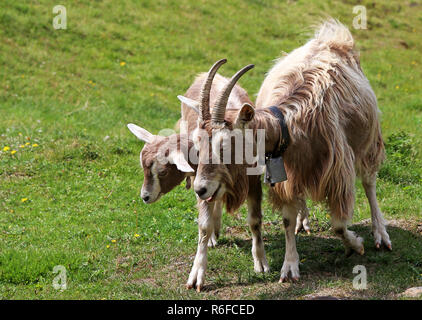 goat and kids on a mountain pasture in south tyrol Stock Photo