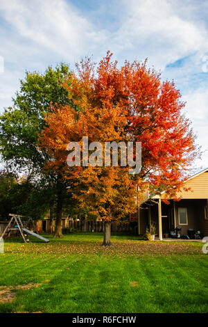 Red Maple, Acer rubrumn, A rubrum, ‘autumn blaze’ cultivar in the yard of a home in Wichita, Kansas, USA. Stock Photo