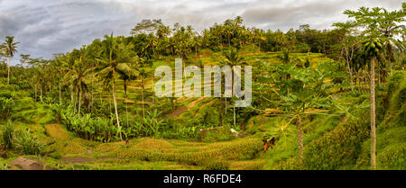 Panorama of Tegallalang Rice Fields in Ubud, Bali, Indonesia Stock Photo