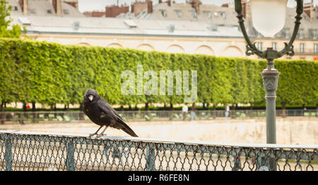 black bird on a grid in a garden Stock Photo