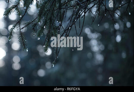 water drops on evergreen hemlock branches with bokeh in the background. Stock Photo