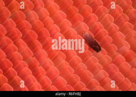 Extreme magnification - Butterfly wing under the microscope Stock Photo