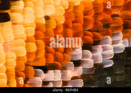 Extreme magnification - Butterfly wing under the microscope Stock Photo