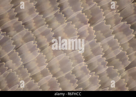 Extreme magnification - Butterfly wing under the microscope Stock Photo