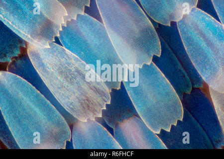 Extreme magnification - Butterfly wing under the microscope Stock Photo