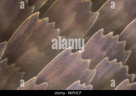 Extreme magnification - Butterfly wing under the microscope Stock Photo