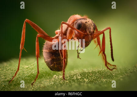 Extreme magnification - Ant in the wild Stock Photo