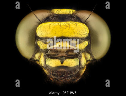 Extreme magnification - Dragonfly Stock Photo
