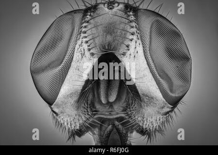 Extreme magnification - Fly head with compound eyes