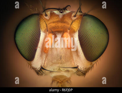 Extreme magnification - Fly head with compound eyes