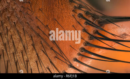 Extreme magnification - Fly hairs on it's face at 20:1 magnification Stock Photo