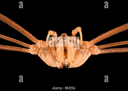 Extreme magnification - Opiliones, harvestmen, daddy longlegs Stock Photo