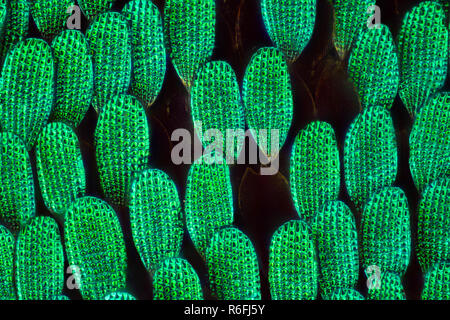 Extreme magnification - Papilio palinurus butterfly wing Stock Photo