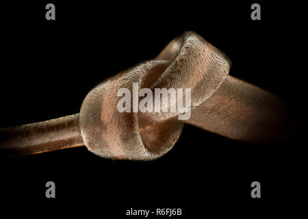 Extreme magnification - Human hair under the microscope Stock Photo