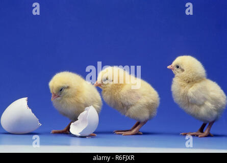 Chicks Stock Photo