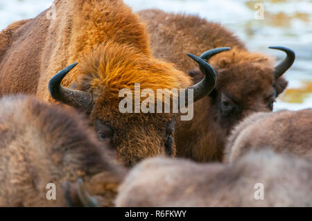 European Bison, Wisent (Bison Bonasus), Herd In Forest, Bialowieza Forest National Park, Poland Stock Photo