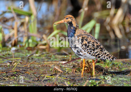 The Ruff (Philomachus Pugnax) Is A Medium-Sized Wading Bird That Breeds In Marshes And Wet Meadows Across Northern Eurasia, Biebrzanski National Park, Stock Photo