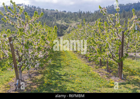 Rows of apple trees covered in white flowers in April Stock Photo