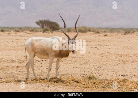 The White Antelope, Addax Nasomaculatus, Also Known As The Screwhorn Antelope In Yotvata Hai-Bar Nature Reserve, Israel Stock Photo