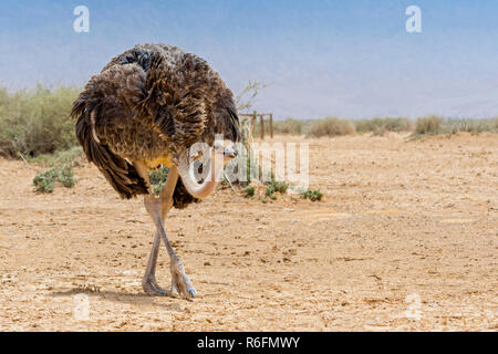 The North African Ostrich Or Red-Necked Ostrich (Struthio Camelus Camelus), Also Known As The Barbary Ostrich In Yotvata Hai-Bar Nature Reserve, Israe Stock Photo