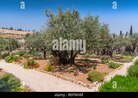 Olive Trees In The Garden Of Gethsemane, Jerusalem, Israel Stock Photo