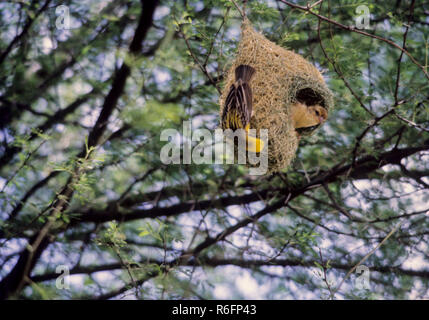 Birds, Baya weaver in nest (ploceus philippinus) india Stock Photo