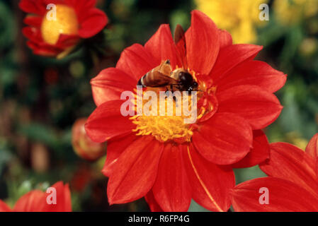 Insects, honey bees seated on dalhia flower, india Stock Photo