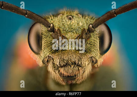 Extreme magnification - Wasp head Stock Photo