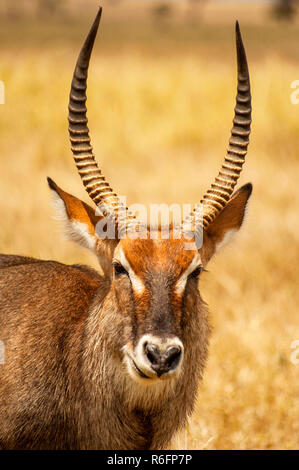 Closeup Portrait Of A Waterbuck Antelope (Kobus Ellipsiprymnus) In Serengeti National Park Tanzania Stock Photo