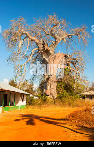 Adansonia Digitata, The Baobab, Is The Most Widespread Of The Adansonia Species, And Is Native To The African Continent, Zanzibar Tanzania Stock Photo