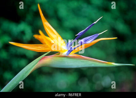 Strelitzia (Birds of Paradise Flower), Kodaikanal, Tamil Nadu, India Stock Photo