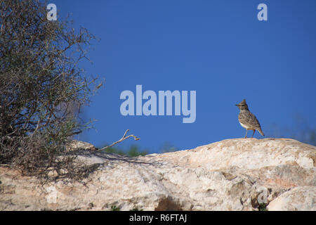 Thekla’s lark (Galerida theklae) perched on a stone rock in Agadir, Morocco Stock Photo